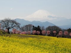 菜の花畑に浮かぶ富士山はまさに絶景！（神奈川）