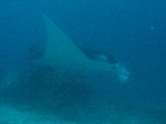 パラオでダイビング