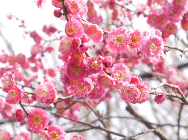 寒かった冬も終わり、春ですねえ。<br />春の第一歩は梅を見に行きます。毎年のことです。<br />今年も興禅院と花と緑の振興センターを訪れました。<br />その後は、パンポルテに寄り、パンを購入しました。