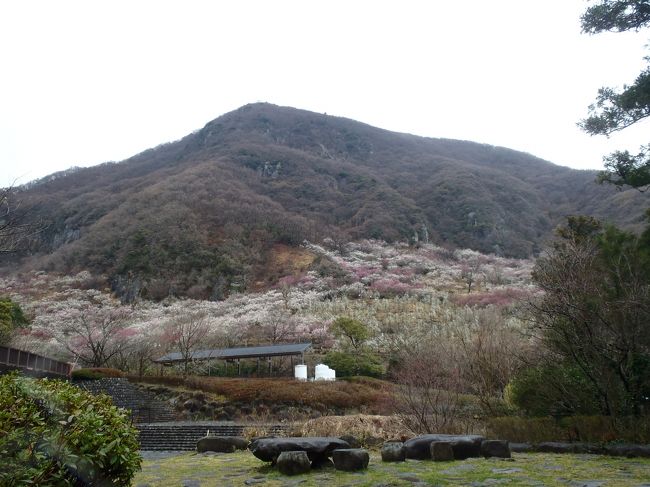 ２015年、同窓生と行く湯河原梅園～城山（土肥城址）