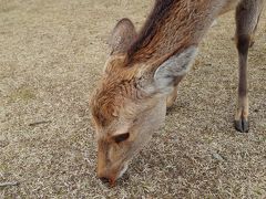 ならりくらりおおさかまで