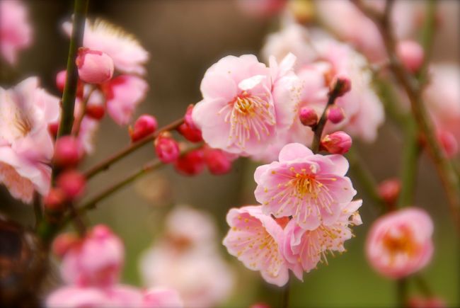 梅の名所、水戸の偕楽園にお花見に行ってきました。<br />何度か行った事があったけど、<br />大人になって自分の意思で行ったのは初めてかも。<br />桜とは違った良さなど再発見の多いお花見でした。