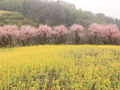 【篠窪】菜の花が見頃です！