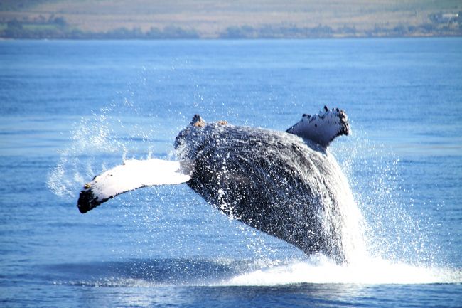 冬季にザトウ鯨がハワイ海域に繁殖活動のために来ることはしられている。<br />北太平洋のザトウ鯨は10数年前6000頭といわれていたが、ナチュラリストに言わせれば、最近の調査によると現在は20000頭以上に増えており、しかも年7パーセントの割で増えているらしい。そしてその6割がハワイ海域に訪れ、同時期には大体3000頭が訪れ、特に鯨のメッカであるマウイ、ラナイ、モロカイそしてカホラべェの4島に囲まれた海域はハワイ諸島のなかでも一番多くの鯨がいるらしい。そしてここは鯨の保護区になっている。因みに2016年現在沖縄でのザトウ確認個体数は32頭である。如何にマウイ海域に多いか理解されたい。<br /><br />毎年この時期鯨に会いたくてここに来る。Whale watchingは自然の動物が相手なので、日によって全く違ったパフォーマンスや表情を見せてくれる。鯨ウォッチャーにはこれがたまらないのだ。そのため半月以上のマウイ滞在中10日ぐらいはクルーズ船に乗る。現地で知り合い交流の続いている人々との再会は楽しみのひとつであり、貴重なひと時を過ごすことができる。<br /><br />また船上で偶然知り合った人との出会いは最初はお互い緊張しなかなか打ち解けはしないが、鯨を通して新たな交流が始まる。<br /><br />今年は彼らたちがどんな興奮を与えてくれるのか楽しみだ。さあ、乗船しよう。