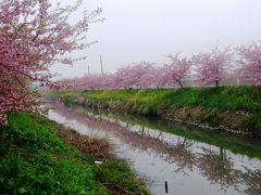 やっと満開になった久喜市鷲宮の河津桜を愛でる