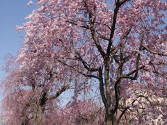 2015小手指のしだれ桜・ポトマック桜 開花情報 （最終回）Sakura News of my town Kotesashi/Tokorozawa