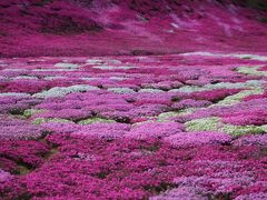 ２０１４年最初の北海道　　２．倶知安の芝桜と札幌オフ会