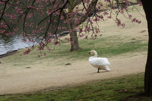 2015、3月 川村美術館 自然散策路』八街・富里(千葉県)の旅行記・ブログ by みささん【フォートラベル】