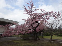 都内で咲いてる桜探し　皇居東御苑～椿山荘～憲政記念館