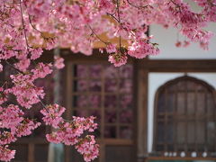 京都の桜を探して西東！2015年