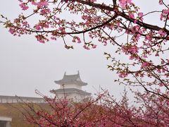 霧の宇都宮城址公園河津桜