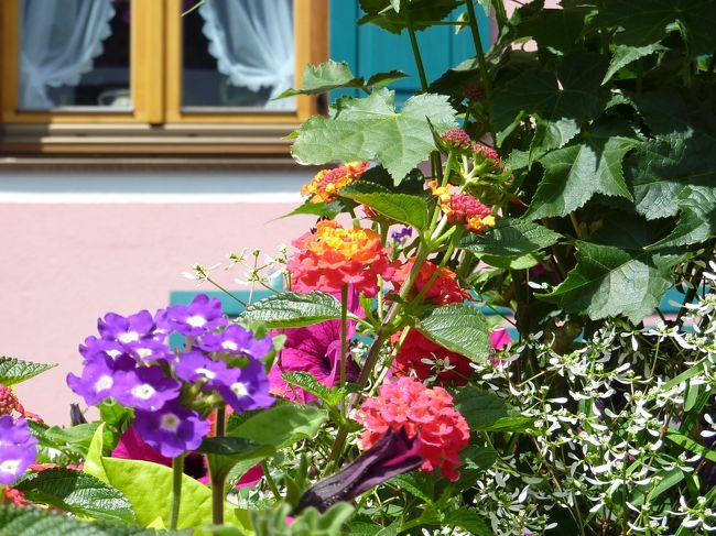 なかなかはかどりませんが、ぼちぼちと旅行記を書き進めていきたいと思います！<br /><br />ツークシュピッツェの次に、ドイツアルプスのミッテンヴァルトを訪れました。お花いっぱいの風光明媚な可愛らしい街でした。