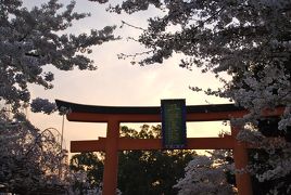 ひとりお花見部 2014③　花まつりは京都でお花見　ー夕暮れは静香～平野神社篇