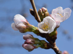 散歩・桜開花宣言の朝 2015.03.22