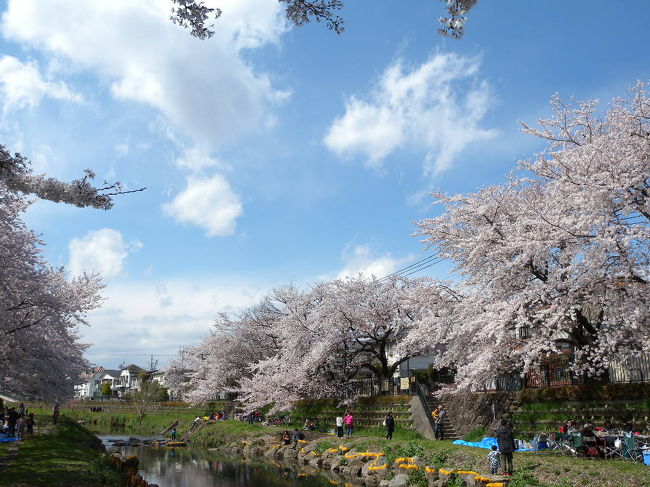 暖かくなってきて、そろそろ桜だなぁ、、と思い見てみたら、<br />一年前の桜の写真をUPし忘れていました!!<br />というか、4TRAVELをほったらかし状態でした。反省!!<br />今年の桜の前に、駆け込み更新します。<br />2014年4月。ご近所さんと一緒に、近くの野川河川敷で、花見BBQ。<br />その合間に、カメラ片手に桜の写真をとりました。