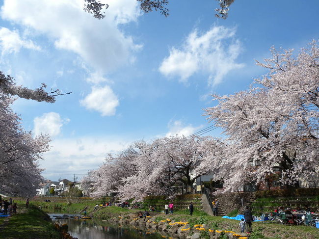 暖かくなってきて、そろそろ桜だなぁ、、と思い見てみたら、<br />一年前の桜の写真をUPし忘れていました!!<br />というか、４TRAVELをほったらかし状態でした。反省!!<br />今年の桜の前に、駆け込み更新します。<br />２０１４年４月。ご近所さんと一緒に、近くの野川河川敷で、花見BBQ。<br />その合間に、カメラ片手に桜の写真をとりました。