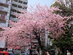 2015桜第一弾☆上野