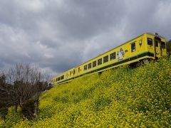 菜の花畑を走るいすみ鉄道と小湊鉄道