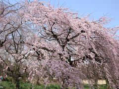 咲いた、咲いた、桜が咲いた♪新宿御苑の早咲きの桜が見ごろを迎えましたよ！