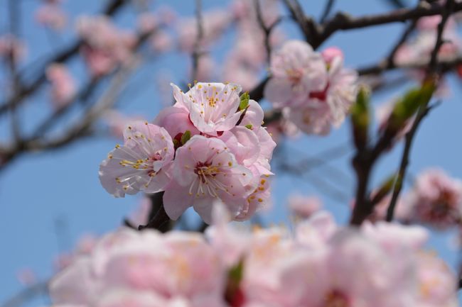 先週から気温も上昇して来て、木々の新芽も膨らんで<br />来ました。<br />大地からもパワーを感じますが、自分にもパワーチャージが<br />必要だ！と思った次第。<br />パワースポットでパワーチャージしながら、花なども観賞<br />しようと出掛けました。<br />横須賀でも、桜が開き始めました。<br />来週は、最高のお花見時期になりますよ！<br />