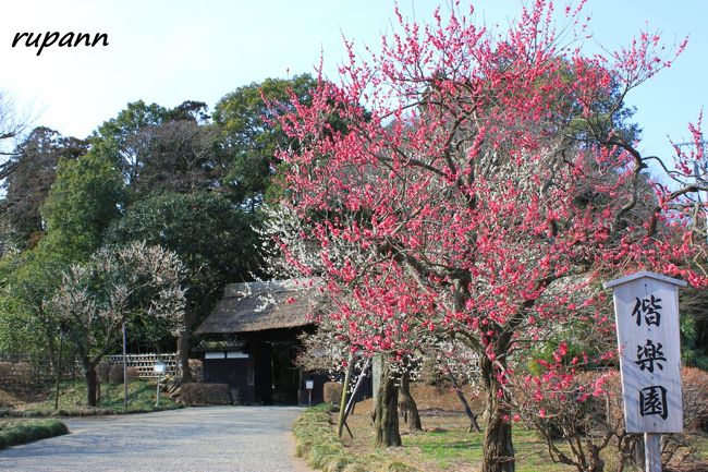 日本三大庭園と呼ばれる兼六園、偕楽園、後楽園<br />金沢兼六園、岡山後楽園は訪れた。<br />残る一つ、水戸偕楽園へ出かけました。<br />青春18切符で大阪～水戸は、片道約12時間半～久々の遠出です。<br />途中清水で触車事故があったそうで、しまだ駅で停車したまま30分<br />上野か～山手線か～なんて思いつつ水戸駅に無事到着～<br />駅直結のホテルに荷物を置いて<br />近くの居酒屋さんで納豆コースっていうのを食してみました。<br />普段納豆は食べないけど嫌いではないけど、納豆の天ぷらだけは苦手だぁ～<br /><br />翌朝　茨城交通さんのフリーパスで、偕楽園へ<br />偕楽園の正しい歩き方に従って、好文亭表門からそぞろ歩きました～<br />梅はまばらな咲き方でしたね。<br />南崖が良く咲いていて偕楽園から常磐線の向こうにある梅林も綺麗でしたよ<br />見晴らし広場から千波湖の眺めは絶景でした～<br /><br />バスで弘道館へ行き、夕方偕楽園へ戻って夜・梅・祭へ<br />すんごい混みようで、写真を撮るのに四苦八苦...<br />全体的に暗めなので懐中電灯を持参される事をお勧めします。<br />