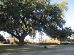 Charleston・Savannah《1》～Boone Hall Plantation & Gardens～