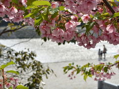 京都の桜を探して北・中・東　二日目！2015年