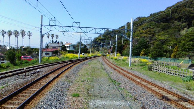 1040館山駅着、愛機を輪行化していると入線案内、焦って改札済ませ飛び乗ってはみたもののまだ11時やんw1120同発。予定より一本早い列車に乗れたので~1145浜金谷下車♪当初、「海鮮焼き食べ放題」を楽しむつもりが大して食えないからコスパに見合わないと断念した経緯。その後に図らずも尾道で「牡蠣食べ放題」のチャンスに巡り合うも、やはりコスパに見合わないと諦めた。館山で名物でもないデカ盛りの店への誘惑を断ち切ったし、いよいよ「海鮮焼き」に!マシンはホームの待合室に放置。長男と3年程前に「東京湾一周」で来た以来、目的の金谷港までは看板を頼りに。残念ながら「海鮮焼き」は長蛇の列で時間的にNG、レストランは予算的に厳しい、土産物屋は試食がたくさん...でランチに選んだのはまさかの回転寿司!でも時間なく(?)アナゴの一本握り等でサッサと済ませて1230駅へ、そして'15春を見付けた@浜金谷【表紙】。そー言えば此処も「千葉最西端」らしいが碑とか一切なくw。1253発、内房線車内はウトウト。1409千葉着、下車は0泊5日の「トワエク」「あけぼの」など乗り尽くしの「北海道東日本パス」を利用して'13年末に「県庁所在地駅千葉」として訪問した以来。工事中の構内を走って途中下車印貰い1420同発、輪行袋あるし大して到着時間も変わらないからと錦糸町やお茶の水乗り換えを敢えて敬遠し自宅最寄り駅着。スーパーで1.5Lペットボトル*2、ほぼ4日振りの我が家。子供達がが順次帰宅、長男は塾へやっぱ家族は何時も一緒にいなきゃ駄目なんだ。