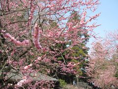 2015年　３月　水戸偕楽園　梅祭り
