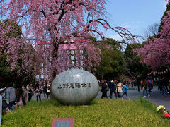 ２０１５　上野恩賜公園　交番横　枝垂れ桜　ときどき曇り