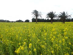 伊良湖の菜の花