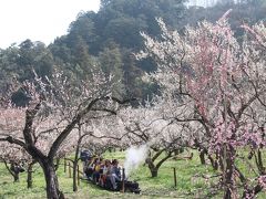 春の日差し下の越生梅林とレッサーパンダ詣（１）梅トンネルもうるわしゅう満開の見頃ぎりぎり越生梅林