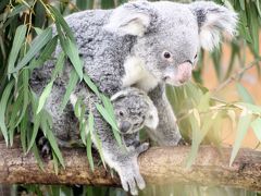 春の日差し下の越生梅林とレッサーパンダ詣（２）埼玉こども動物自然公園（前編）コアラのエミちゃん今日も元気にぴょんぴょん！＆ライチちゃんも赤ちゃんを抱えたまま良く飛ぶ飛ぶ！～オーストラリア・フェア開催中の東園