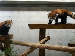 春の日差し下の越生梅林とレッサーパンダ詣（３）埼玉こども動物自然公園（後編）子馬と子ヤギと子ヒツジと子牛、春は動物の子供がたくさん！～レッサーパンダのハナビちゃんにやっとお婿さんのソウソウくん！＆お外メルくんお口半開き@