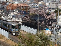 春だ！　花盛りポッター！