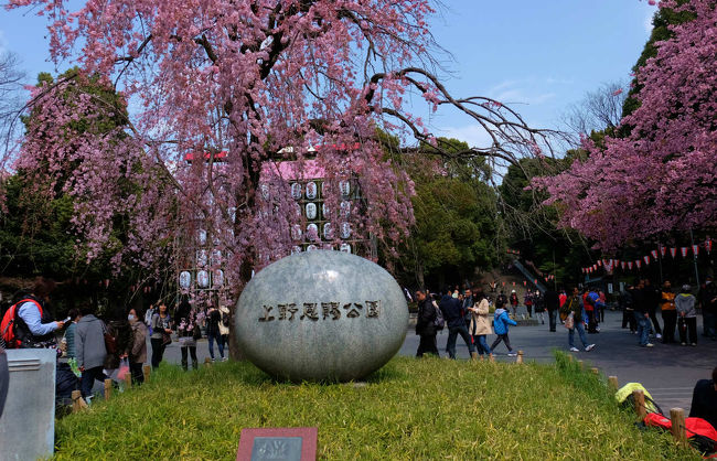 ３月になるとそこここで桜の便り<br /><br />上野公園でも　寒桜　かわず桜と　咲いて<br /><br />いよいよ　公園の全体が桜の色に染まる　三月も末で<br /><br />広小路の入口の交番の枝垂れ桜も咲きました。<br /><br />帰宅後に　ニュースで開花宣言が発表、、<br /><br /><br />上野恩賜公園<br />http://www.kensetsu.metro.tokyo.jp/toubuk/ueno/index_top.html