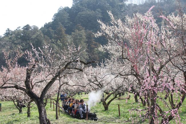 森林公園とどっちにしようか、ぎりぎり迷ったけれど、行ってみて良かったです、越生梅林！<br /><br />梅まつり最終日の本日、私にとってやっとタイミングが合った撮影散策日和の晴天。<br />越生梅林が公式サイトによると３日前の木曜日に満開を迎えたので、日曜日では見頃を過ぎてしまわないか、着くまではらはらしました。<br />しかし、そこは、ソメイヨシノを違って、梅は待っていてくれました！<br />散り始めの梅がやわらかな吹雪を降らせていましたが、枝の先までぎっしり花をつけた梅林は、まさに満開、花盛りでした！<br /><br />越生梅林は、梅をとるための梅林なので、梅の木の枝が広がっていて背が低いのがいいです。<br />午前中、早めに訪れたおかげもあり、人出がマイルドな中、日に光る白梅トンネルは見頃でした。<br />越生の可愛いゆるキャラうめりんの訪れがあり、ミニSLも梅林を走り、山影を背景にぎっしり満開の越生梅林らしい梅散策がたっぷり楽しめました。<br /><br />＜越生梅林と埼玉こども動物自然公園をはしごした一日の旅行記のシリーズ構成＞<br />■（１）梅トンネルもうるわしゅう満開の見頃ぎりぎり越生梅林<br />□（２）埼玉こども動物自然公園（前編）コアラのエミちゃん今日も元気にぴょんぴょん！＆ライチちゃんも赤ちゃんを抱えたまま良く飛ぶ飛ぶ！〜オーストラリア・フェア開催中の東園<br />□（３）埼玉こども動物自然公園（後編）子馬と子ヤギと子ヒツジと子牛、春は動物の子供がたくさん！〜レッサーパンダのハナビちゃんにやっとお婿さんのソウソウくん！＆お外メルくんお口半開き@<br /><br />越生梅林・越生町公式サイトの特設ページ<br />http://www.town.ogose.saitama.jp/umematsuri/kaika.html<br /><br />＜タイムメモ＞<br />07:50　家を出る<br />08:19　坂戸駅到着<br />08:26　東武越生線越生行きに乗換え<br />08:47　越生駅到着<br />08:53　越生駅前発路線バスに乗る<br />09:05頃　梅林入口前のバス停で下りる<br />（越生梅林は8:30開園）<br />09:10-11:10　越生梅林散策<br />11:14　梅林入口前のバスに乗る（実際は５分遅れ）<br />11:30頃　越生駅に戻る<br />11:39　越生駅発東武越生線坂戸行きに乗る<br />11:57　坂戸駅に到着<br />12:10　坂戸駅発東武東上線に乗換え<br />12:16　高坂駅着<br />12:23　高坂駅前発鳩山ニュータウン行きバスに乗る<br />12:30頃　埼玉こども動物自然公園に入園<br />12:40-12:45　子馬<br />12:50-13:30-　屋内の女子コアラたち<br />（13:00〜　ユーカリ交換＆コアラのお話）<br />13:30-14:00　お外コアラ・ミナミコアリクイ・ナマケモノ<br />14:00-14:30　ジンギスカンラム肉と持参のパンでランチ休憩<br />14:40-14:45　温泉カピバラ＆ワラビー<br />15:00-15:10　森の教室コアラ展<br />15:15-15:30　なかよしコーナーの子ヤギと子ヒツジ<br />15:30-15:35　子牛のトットちゃんとモエちゃん<br />15:35-16:55　レッサーパンダ<br />（お外メルくん＆室内ソウソウくん・ハナビちゃん同居）<br />17:00頃　埼玉こども動物自然公園を出る<br />17:11　こども動物自然公園停留所から高坂駅行きバスに乗る<br />18:00頃　帰宅<br /><br />＜これまでの越生梅林の旅行記＞<br />2012年４月１日<br />「あふれんばかりに満開だった梅まつり終了翌日の越生梅林（前編）すばらしき梅花トンネルと梅とピンクの枝垂梅に魅せられて」<br />http://4travel.jp/travelogue/10657899<br />「あふれんばかりに満開だった梅まつり終了翌日の越生梅林（後編）マクロレンズでもトライしながら」<br />http://4travel.jp/travelogue/10658091/<br /><br />2011年３月５日<br />「青空と光の中の越生梅林───満開にはちょっと早かったけれど」<br />http://4travel.jp/travelogue/10551342<br />/<br />2010年３月13日<br />「まぶしい春の日ざしの越生梅林（1）あられか雪か、満天の星空か」<br />http://4travel.jp/travelogue/10438189/<br />「まぶしい春の日ざしの越生梅林（2）梅以外の花と食べ物@」<br />http://4travel.jp/travelogue/10438428/<br /><br />2009年３月７日<br />「今年は天気に恵まれた越生梅林」<br />http://4travel.jp/travelogue/10315761/<br /><br />2008年３月17日<br />「今年の梅仕舞いは越生の梅林かな」<br />http://4travel.jp/travelogue/10226016/<br />