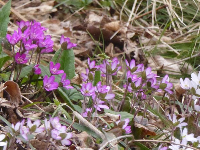 そのいかにも「春を告げる花」と言った語感の響きと清楚な風情が魅力の「ユキワリソウ」が「足の踏み場もないほどに咲く」というアオリ文句（笑）に惹かれて申し込んだ今回のツアー、土日なので休みを取らずに行けたのもポイント高し(^o^)<br /><br />ま、その分、ツアーの日程に関しては、奥能登での移動時間が長くて、せっかく観光に便利なホテルに泊まりながら、周辺施設に行くこともできずにかなり勿体なかったような気もするけど、とにかく目的の花に無事出会えたんでよしとするよん(^_-)-☆<br /><br />あ・・でも、「足の踏み場・・はもともと無いところ（＝斜面やし）に咲く」が正解のような気はするけどな（笑）<br /><br /><br />てな訳で、新しい季節の訪れを感じつつフラワーウォッチング＆ウォーキングに勤しみ、加えて思いがけず過去の自分とも対峙！？して大感激？？（笑）な旅の記録(^o^)