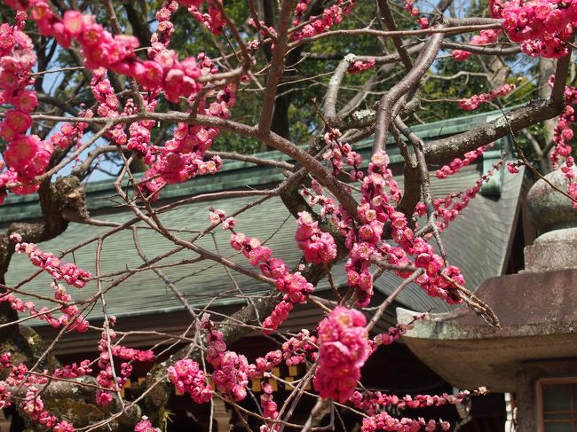 １月に行ったばかりの京都にまた、３月末にいってきました。梅には遅く、桜には早い・・。いつもこんな中途半端な時期ですが、混雑が嫌いなので、仕方ありません。<br />でも行ってみると、北野天満宮で「梅」がまだ咲いていて、いっぱい写真を撮りました。<br /><br />この日は大変暖かく、ご飯を食べにぶらぶらと「アププレ」まで出かけたときも「春の宵」という感じで、季節が移りつつあるこの時期特有の「長い冬」が終わり、躍動感のある時期に移りつつある気だるさも感じられ、それが「古都　京都」のかもし出すものなのか、旅行という非日常のせいなのか、考えながら歩いていました。<br /><br />やはり、近くても、遠くても、１泊する旅行は日常から開放され、いいものですね。