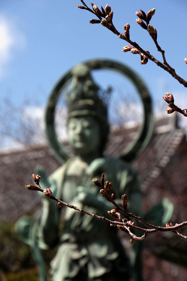 今年春のお彼岸なので、今日、お寺参りとお墓参りをして来ました。<br /><br />最初は天王寺にある一心寺さんの納骨堂でお参りをして、正面にあるお店でお札を書いて、その足で四天王寺さんでお札流し。<br />一心寺さんは駐車場が再開したので一緒に参拝出来ましたが、四天王寺さんは、あの駐車場待ちの列には並べませんので、当方は車で待っているのが通例です。<br />その後、天王寺商店街の外れにある花屋さんでお花を買い、阪神高速夕陽が丘乗り場から南行きに乗って、阪和道経由で河内長野のお墓まで向かいます。