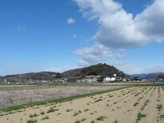 丸山のカタクリ_2015（群馬県・太田市）