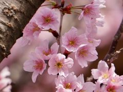 桜と梅が競演する明石・柿本神社