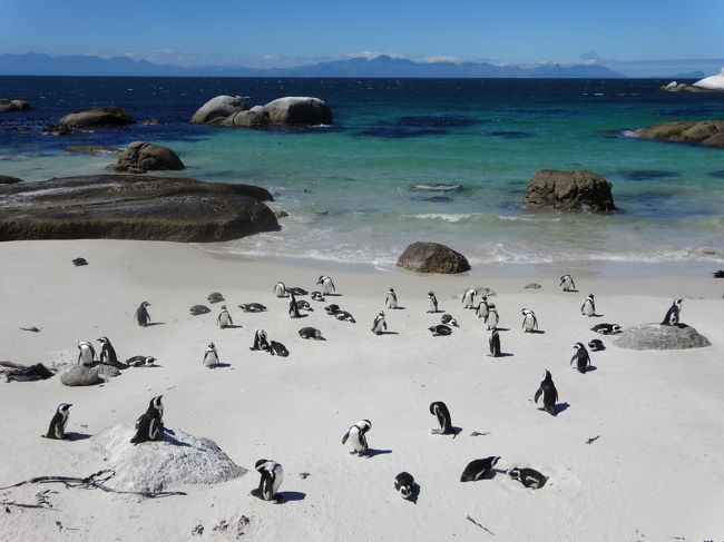 「ボルダーズビーチ」は「ケープ半島」の「サイモンズタウン」にある「ペンギン」の「生殖地」です。<br /><br />「ペンギンの種類」は「フンボルトペンギン属」の「アフリカペンギン（別名ケープペンギン）」です。<br /><br />主に「ナミビア南部」から「南アフリカ沿岸部」を繁殖地とし「絶滅危惧種」に指定されています。
