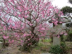 家族で行く月ヶ瀬・真福寺☆梅見にはちょっと早かったけど、いいお寺さんに感激(^_^)v