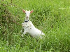 2014年5月　多良間島への旅（2日目）那覇に行く予定がまさかの足止め……