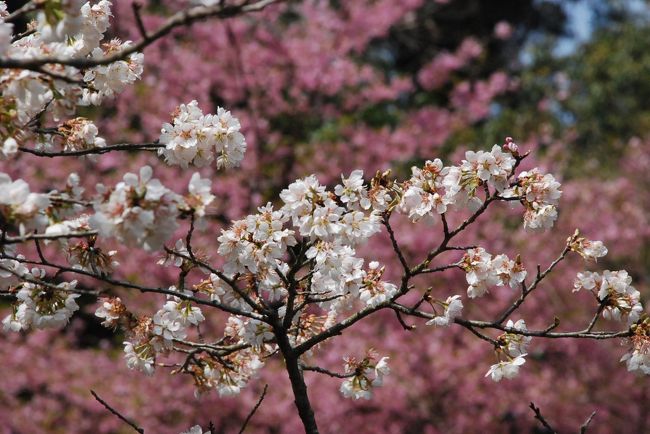 多摩森林科学園のサクラ保存林には、日本全国の主要な桜の品種が約250種類、1,500本が植えられています。<br /><br />３月後半から４月末まで桜が順番に咲き、楽しめます。<br /><br />では、多摩森林科学園で現在開花している桜を紹介します。<br />