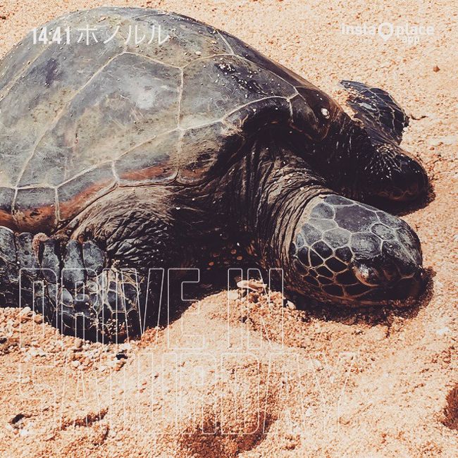 2015年5月22日〜28日まで初めてのハワイへ行ってきました。<br />ツアー会社：てるみくらぶ<br />航空会社：大韓航空<br />滞在：アクア・パシフィック・モナーク<br />同行：友人（関東圏）、私は四国からの出発です。<br /><br />たっぷり睡眠をとり、今日は土曜日ですのでファーマーズ・マーケット、午後からノースショアの予定です。<br />ノースショアではまさかの日本人が海ガメを蹴ろうとして大変だったのですが、今回の旅、ちょこちょこ日本人がやらかしていました。