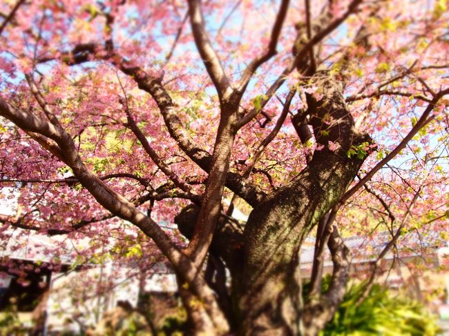 ちょっと早いお花見 -お天気に恵まれた平日に、念願の河津桜と河津七滝巡り♪