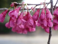 桜の蕾もふくらんで　村積山から奥殿陣屋まで歩く♪