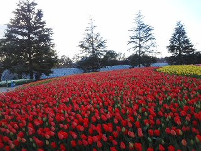 毎年、なばなの里に１２月はじめに行っていました。紅葉と温泉とイルミネーションを楽しんでいました。今年は3月末でイルミネーションが終わるというので、あせって行きました。そうしたらなんと、梅、水仙、チューリップはじめ春の花が咲き乱れ、びっくり！暗くなって、ライトアップ見て、美味しい中華そばを食べて、幻想的にライトアップされた河津桜、しだれ梅、水仙に酔いしれました。今度からは１２月と3月両方来ようと誓ったのでした。何度来てもなばなの里は素敵です。